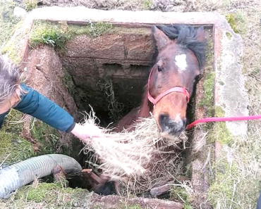 Firefighters in England save a “horse” after falling into a ditch