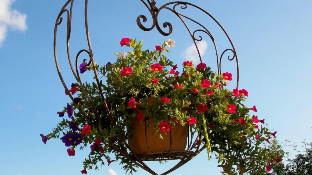 Hanging Baskets