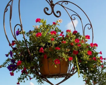 Best Flowers for Hanging Baskets – Complete Guide 2024