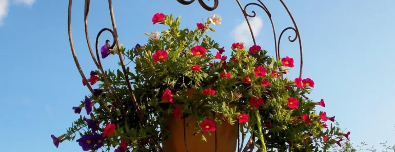Best Flowers for Hanging Baskets – Complete Guide 2024 Best Flowers for Hanging Baskets – Complete Guide 2024