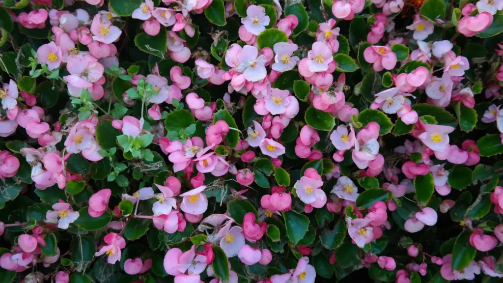 Begonias