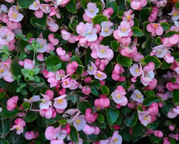 The Ultimate Guide to Begonias: Care, Varieties, and Growing Tips The Ultimate Guide to Begonias: Care, Varieties, and Growing Tips