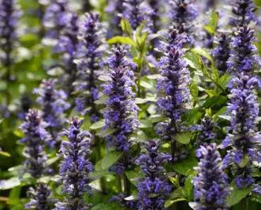 The Ultimate Guide to Bugleweed : Care, Varieties, and Benefits