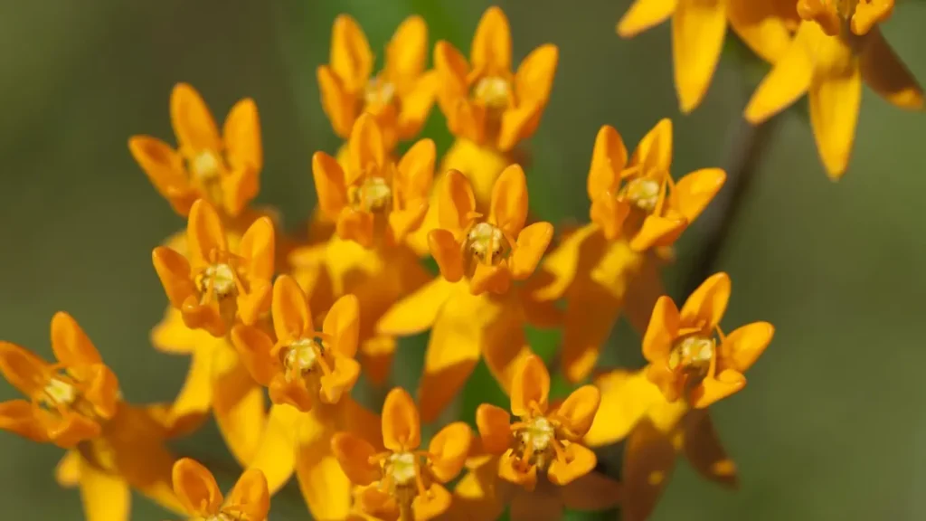 Butterfly Weed