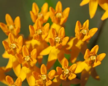 The Ultimate Guide to Butterfly Weed (Asclepias tuberosa) The Ultimate Guide to Butterfly Weed (Asclepias tuberosa)