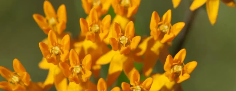 The Ultimate Guide to Butterfly Weed (Asclepias tuberosa)