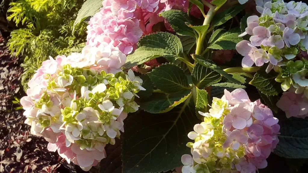 When to Plant Hydrangeas
