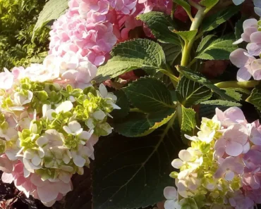 When to Plant Hydrangeas When to Plant Hydrangeas