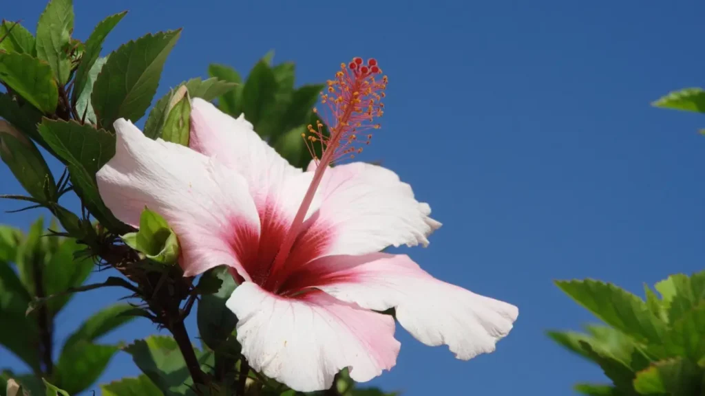 How to Prune Hibiscus