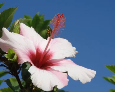 How to Prune Hibiscus for Vibrant Blooms How to Prune Hibiscus for Vibrant Blooms