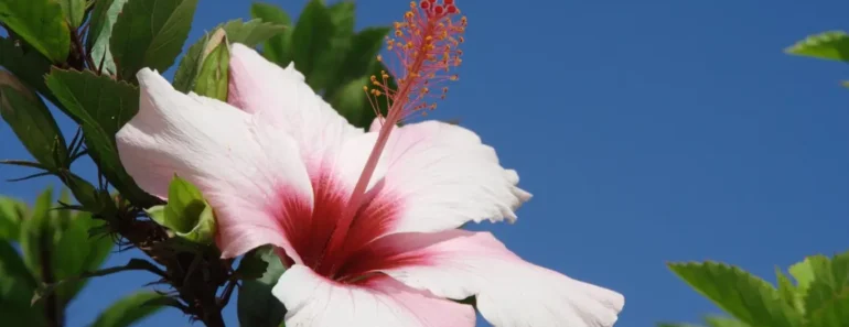How to Prune Hibiscus for Vibrant Blooms