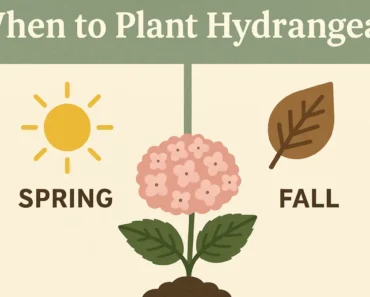 When to Plant Hydrangeas When to Plant Hydrangeas