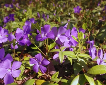 Creeping Myrtle: The best Guide to Growing Vinca Minor Creeping Myrtle: The best Guide to Growing Vinca Minor