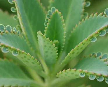 How to Propagate Alligator Plants: The Complete Guide to Multiplying Your Mother of Thousands