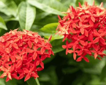 The Ultimate Guide to Ixora Flowers