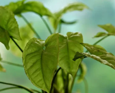 How to Grow Arrowhead Plant: The Complete Guide to Thriving Syngonium Care