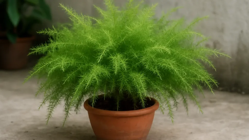 asparagus fern 