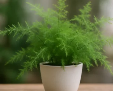 The Complete Guide to Asparagus Fern Care: Growing Beautiful Indoor Plants