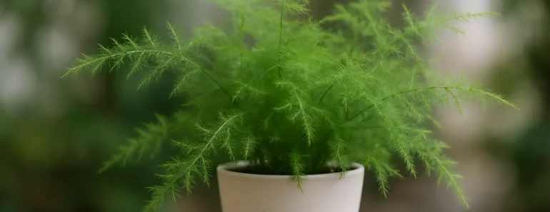 The Complete Guide to Asparagus Fern Care: Growing Beautiful Indoor Plants