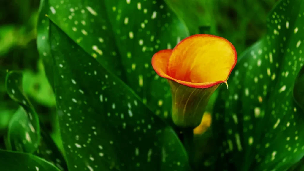 how to grow Calla lily