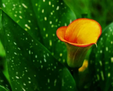 How to Grow Calla Lily: The Ultimate Guide to Elegant Blooms and Expert Care