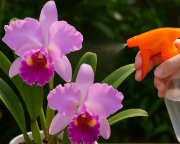 The Complete Cattleya Orchid Care Guide: Growing the Queen of Orchids