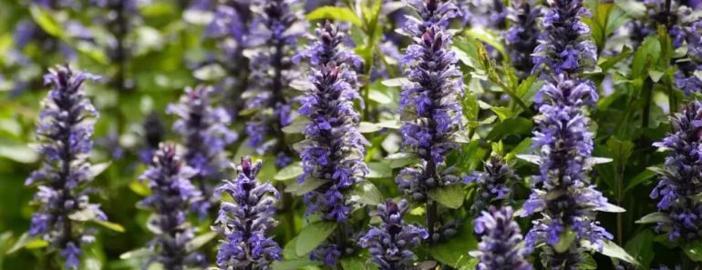 How to Plant Bugleweed: The Complete Guide to Growing Beautiful Ajuga Reptans Groundcover