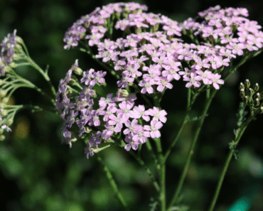 Where is the Best Place to Plant Yarrow: Your Complete Guide to Perfect Placement