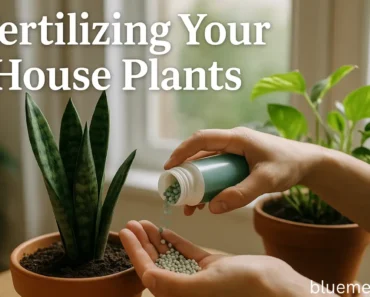 Fertilizing Your House Plants: How I Went From Plant Killer to Plant Whisperer (And You Can Too)