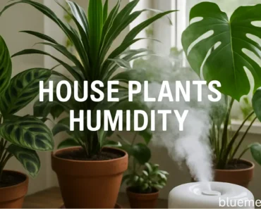 House Plants Humidity: Why Your Tropical Babies Are Dying in Your Desert Home (And My $50 Fix)