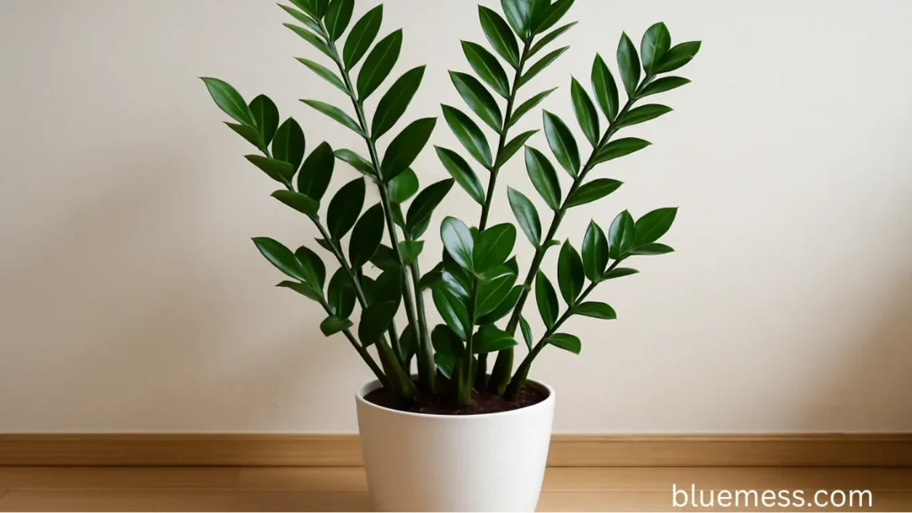 zzplant