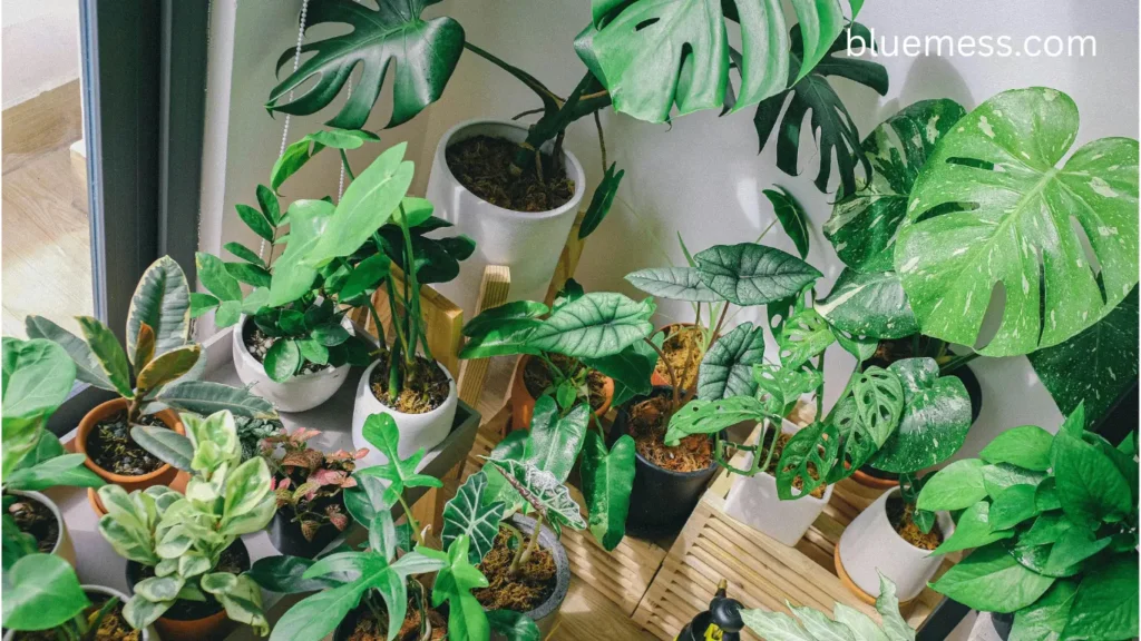 Best Low-Light House Plants
