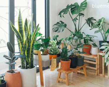 Best Low-Light House Plants: How to Keep Them Thriving