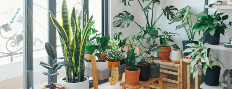 Best Low-Light House Plants: How to Keep Them Thriving