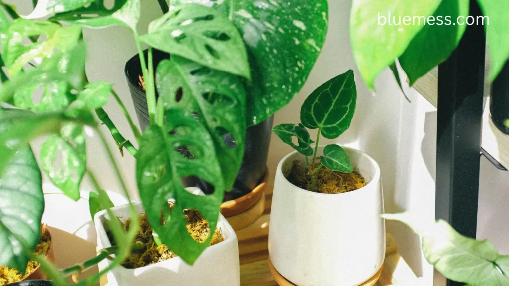 Top 10 Low-Light House Plants