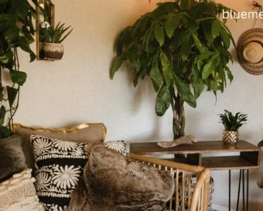 Top 10 Low-Light House Plants: How to Keep Them Thriving