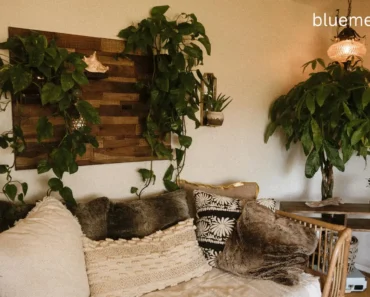 Best Low-Light Plants for Apartments: How to Keep Them Thriving