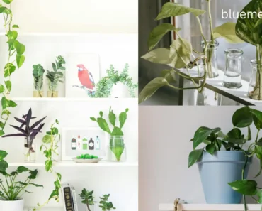 Jade Pothos: How to Create a Stunning Indoor Jungle