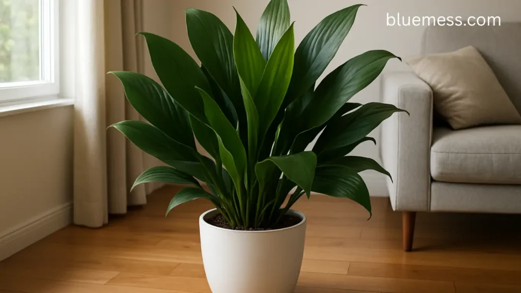 Cast Iron Plant