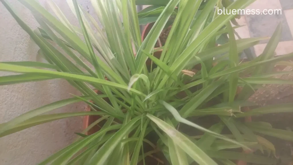 spider plants