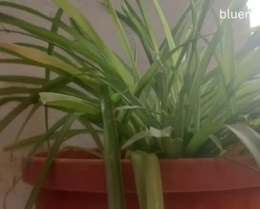 Why Spider Plant is the Best Indoor Air Purifier
