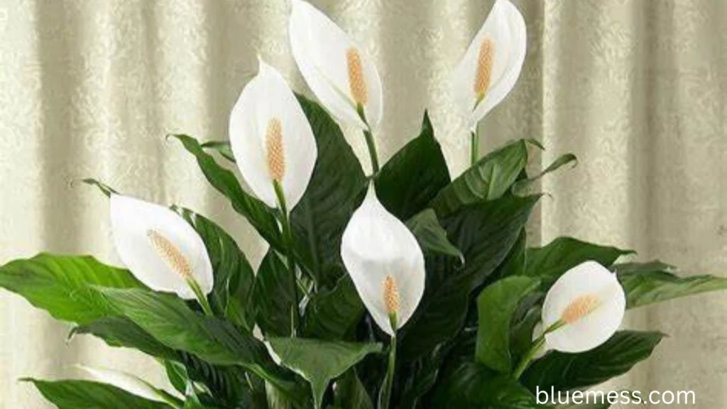 peace lily