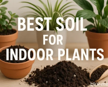 Best Soil for Indoor Plants