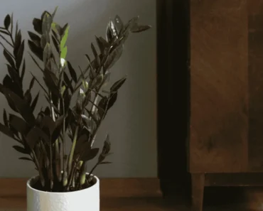 Finally Found a Plant I Can’t Kill – My Love Story with the ZZ Plant